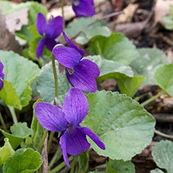 Wisconsin State Flower